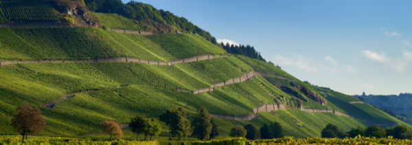Die Weinlage Brauneberger Juffer, vom Ufer der Mosel aus gesehen.